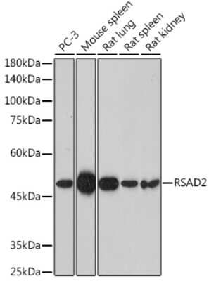 Western Blot Viperin Antibody - Azide and BSA Free